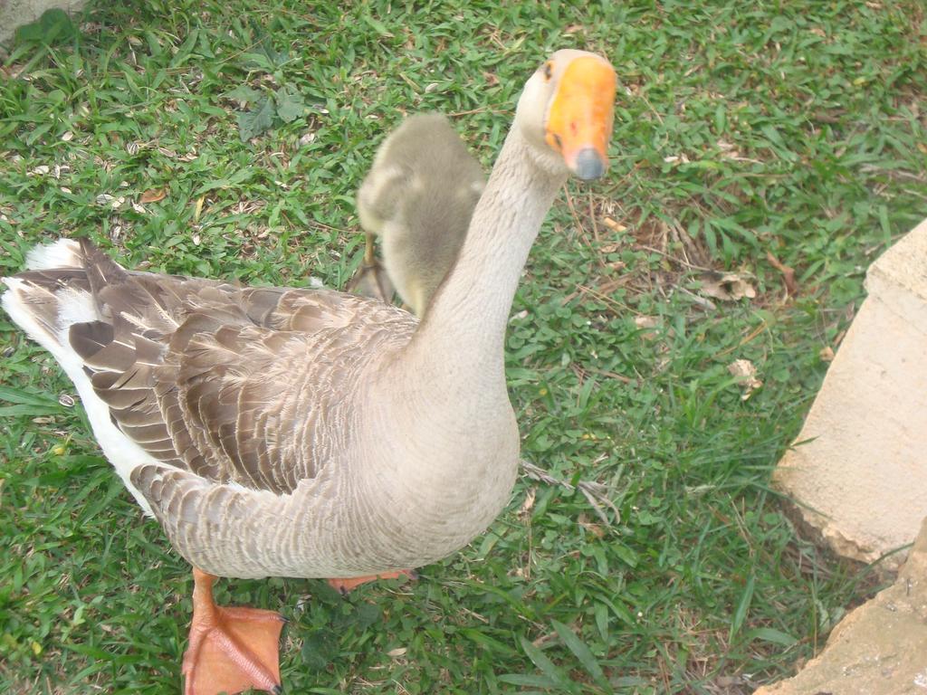 Hotel Fazenda Floresta Do Lago Socorro  Eksteriør billede