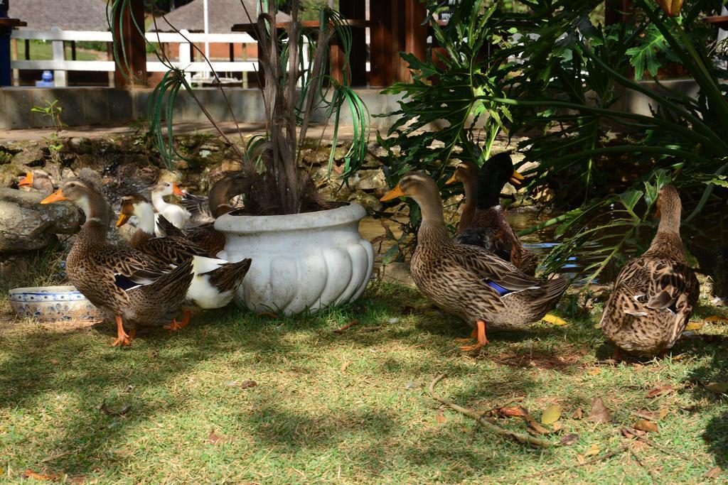Hotel Fazenda Floresta Do Lago Socorro  Eksteriør billede